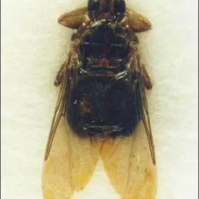 thumbnail for publication: Pigeon Louse Fly or Pigeon Fly, Pseudolychia canariensis (Macquart) (Insecta: Diptera: Hippoboscidae)